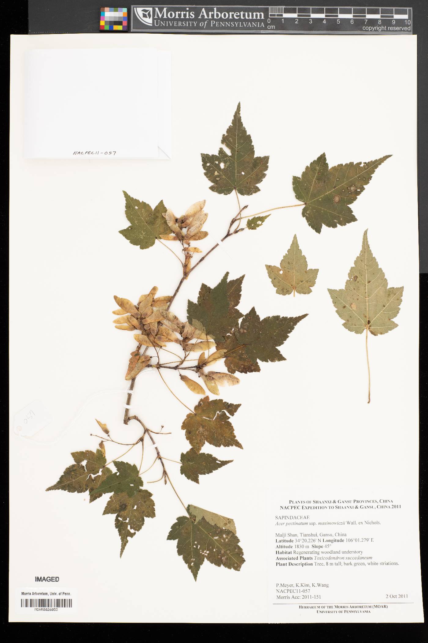 Acer pectinatum subsp. maximowiczii image