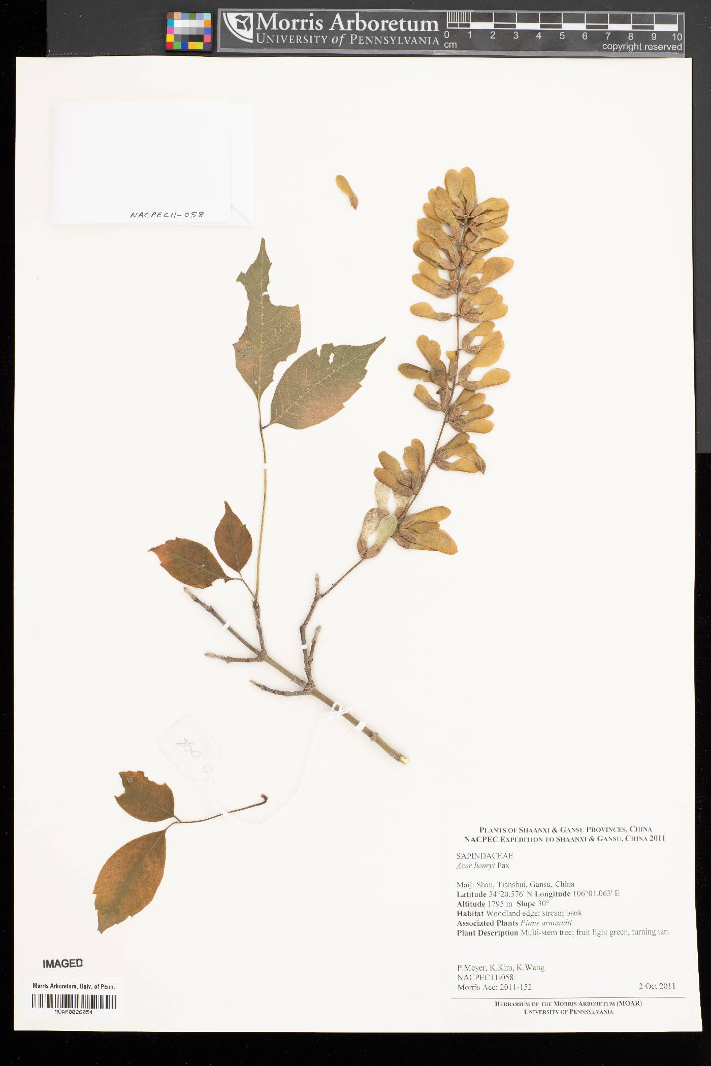 Acer henryi image