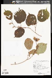 Corylus heterophylla image