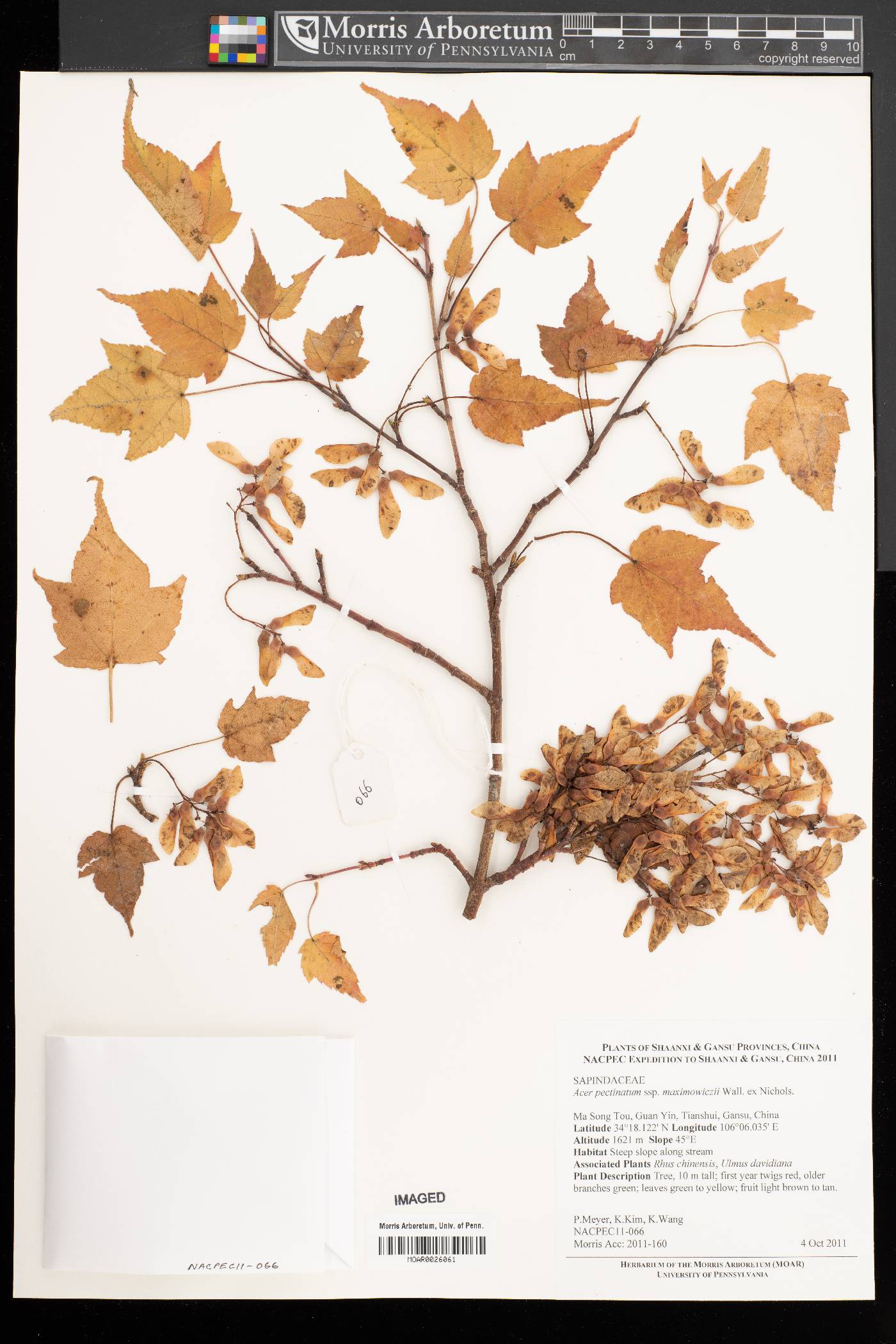 Acer pectinatum subsp. maximowiczii image