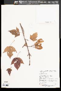 Acer sterculiaceum subsp. franchetii image