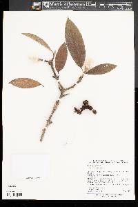 Magnolia biondii image