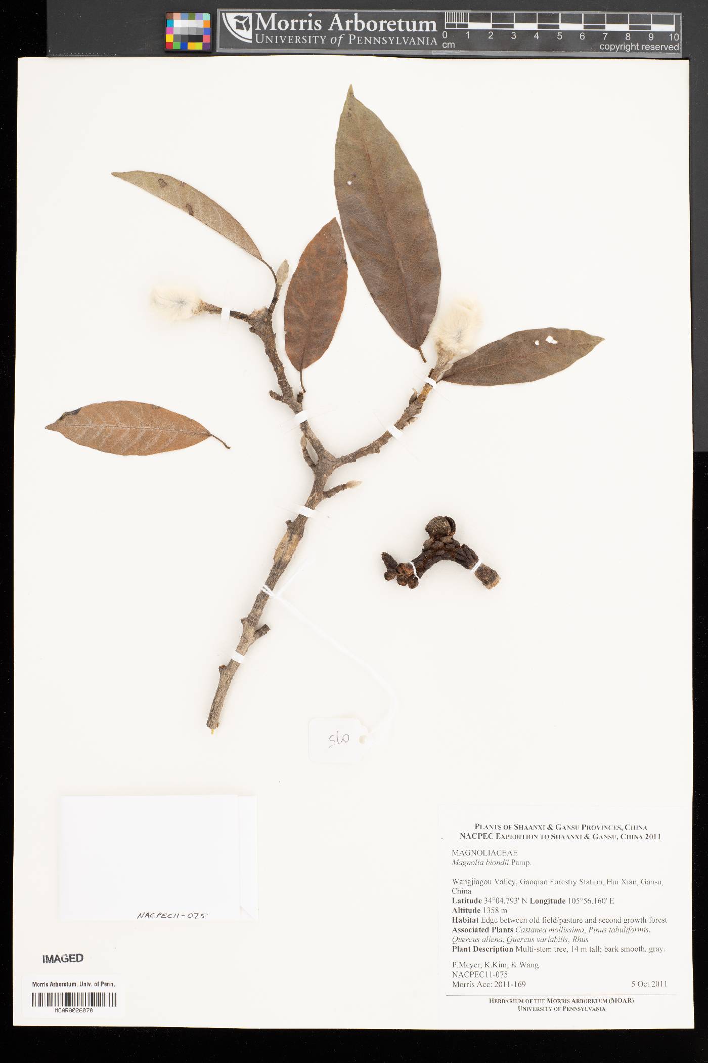Magnolia biondii image