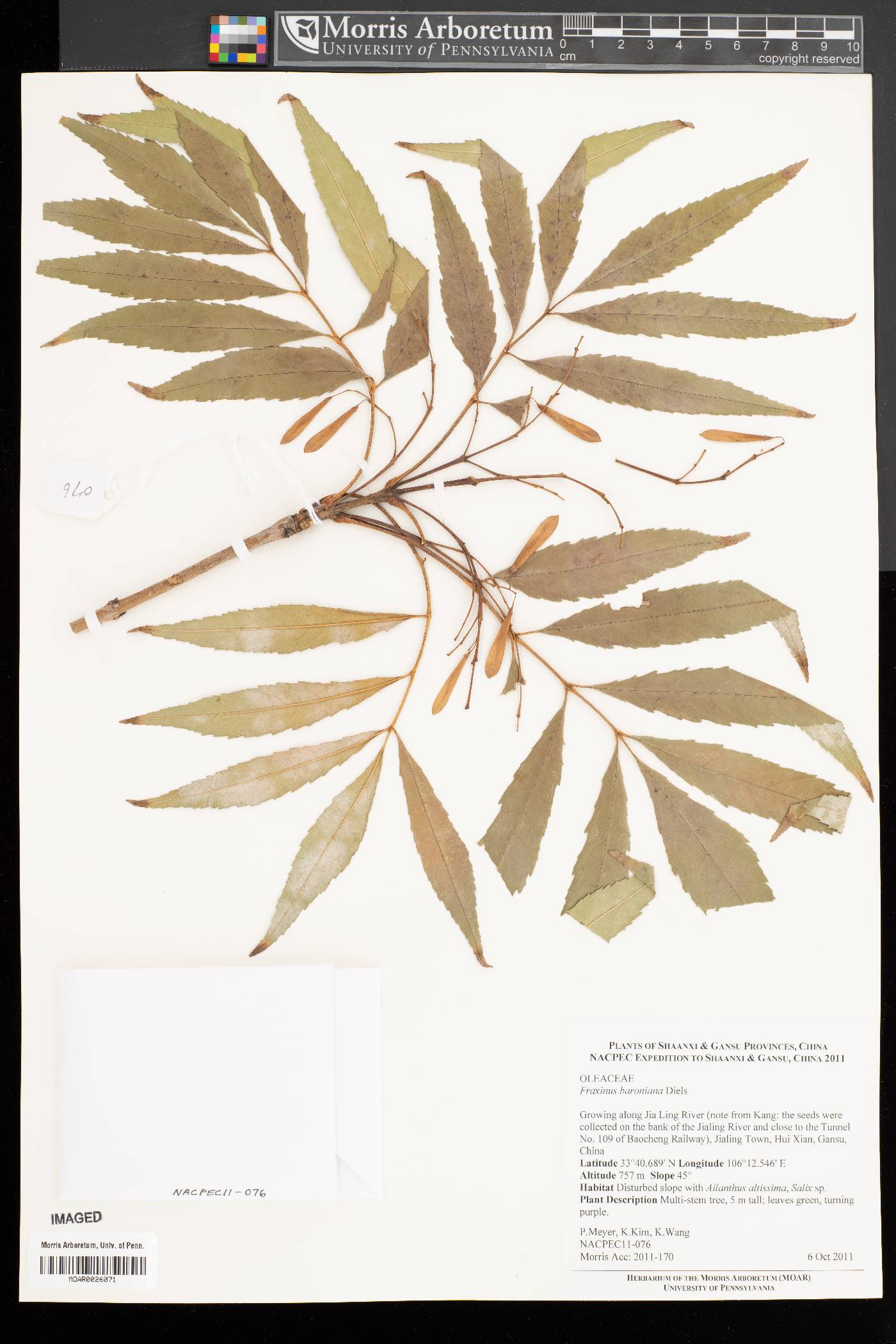 Fraxinus baroniana image