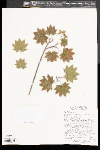 Acer sieboldianum image