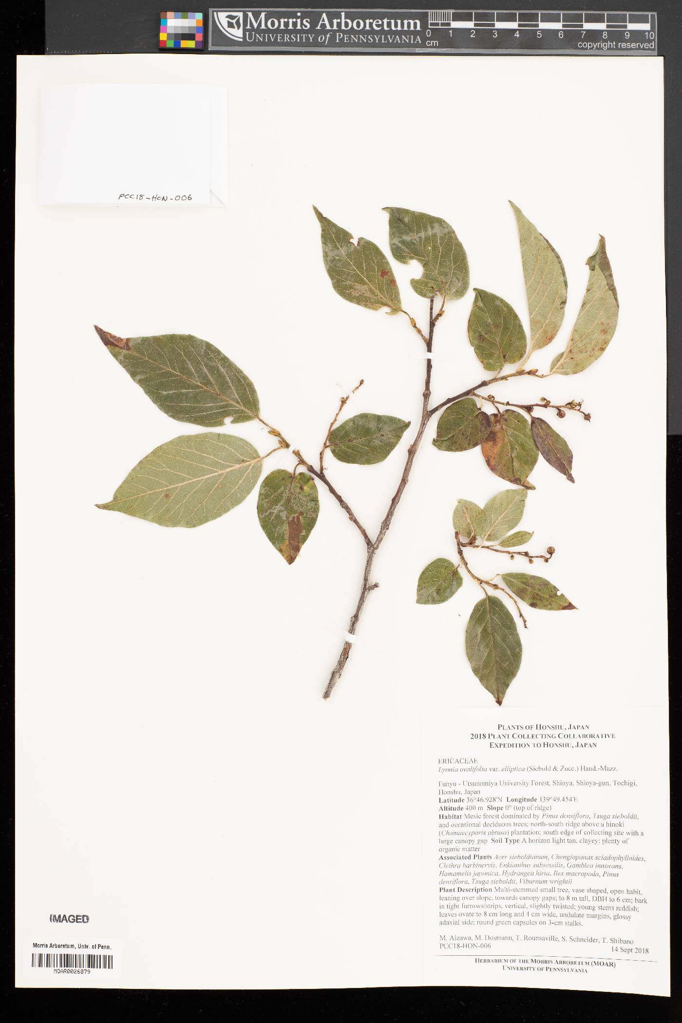 Lyonia ovalifolia image