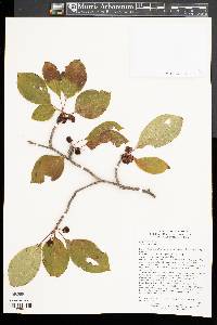 Ilex macropoda image