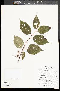 Stachyurus praecox image