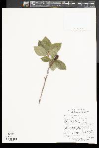 Rhododendron pentaphyllum image