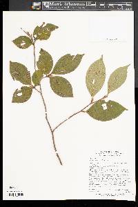 Stewartia pseudocamellia image