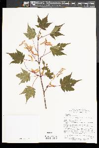Acer micranthum image
