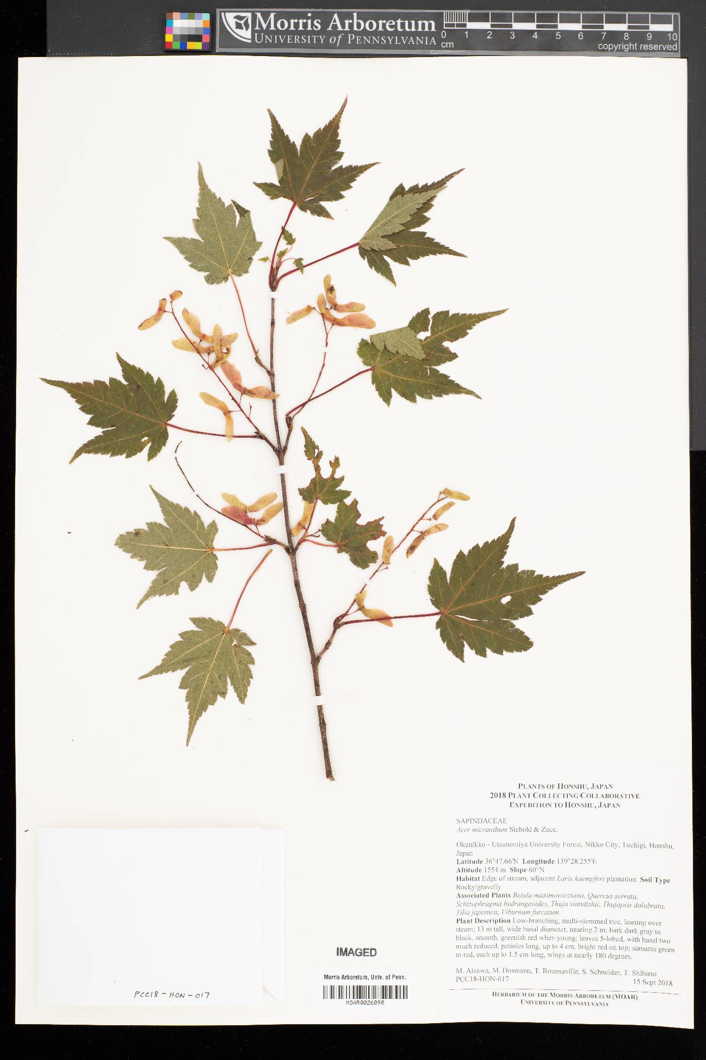 Acer micranthum image