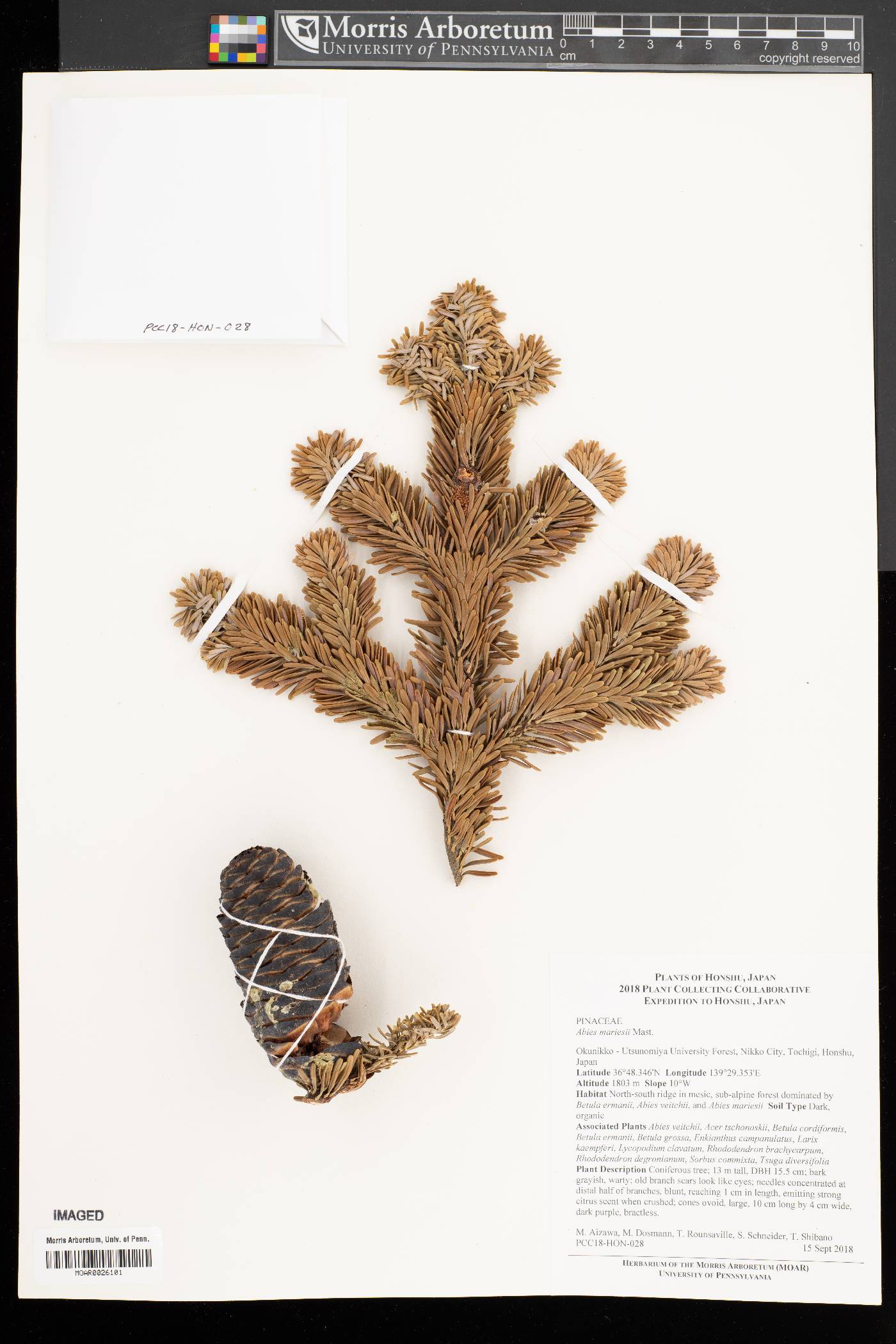 Abies mariesii image