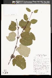 Cercidiphyllum magnificum image