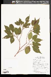 Stewartia monadelpha image