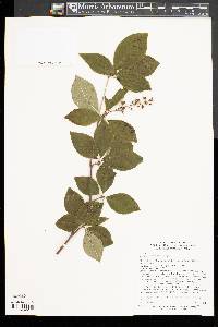 Image of Enkianthus sikokianus