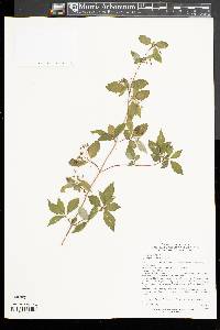 Hydrangea serratifolia image