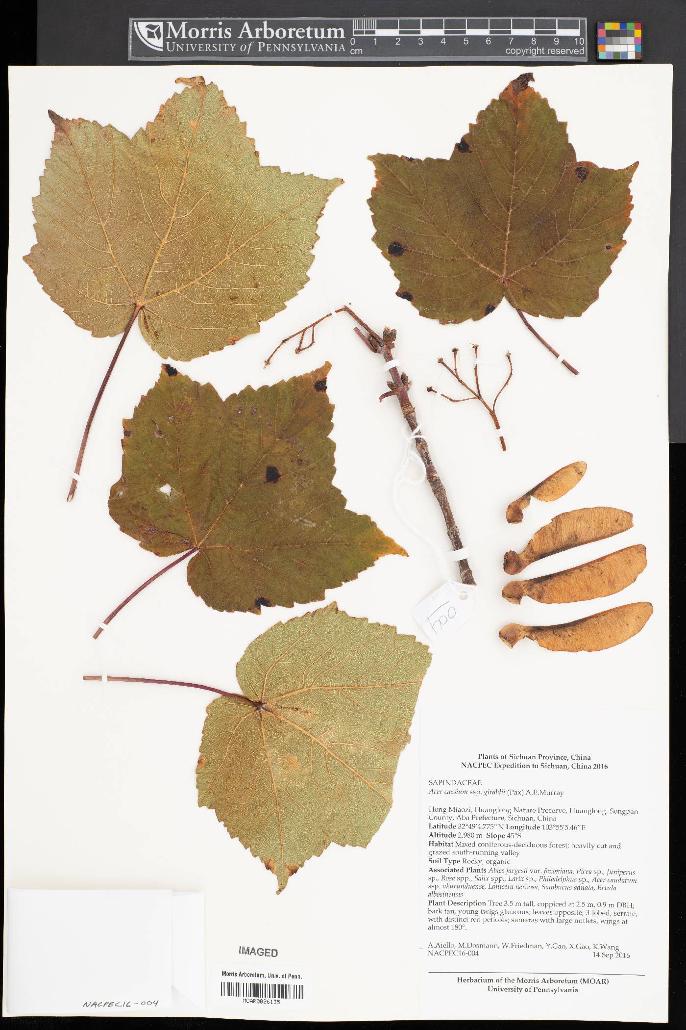 Acer caesium subsp. giraldii image