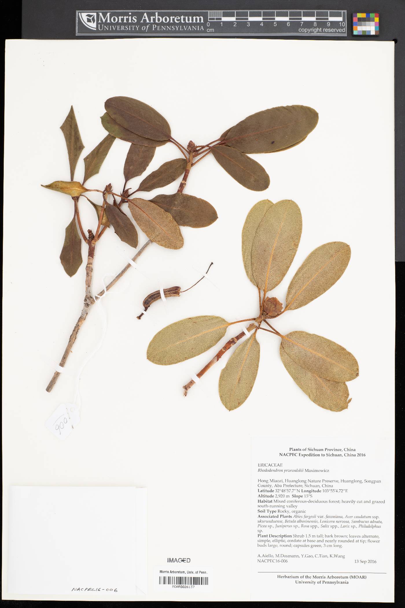 Rhododendron przewalskii image