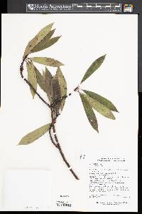 Ilex fargesii image