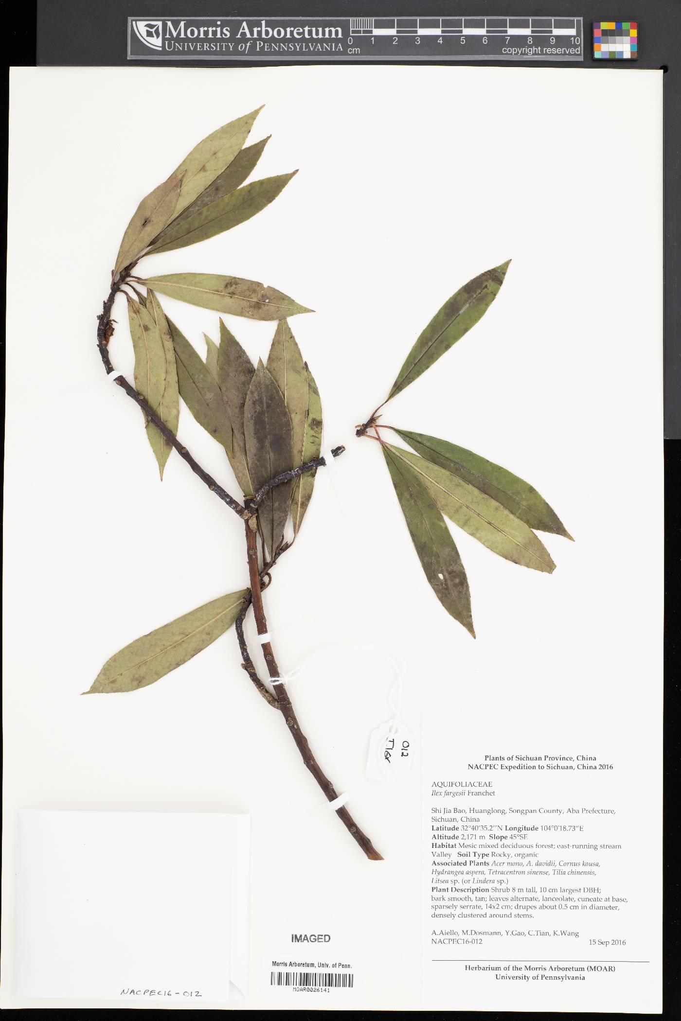 Ilex fargesii image