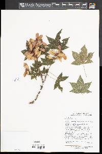Image of Acer erianthum