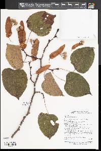 Tilia chinensis image