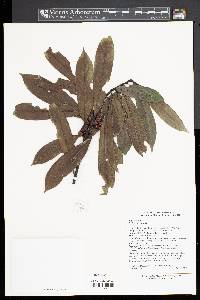 Ilex fargesii image