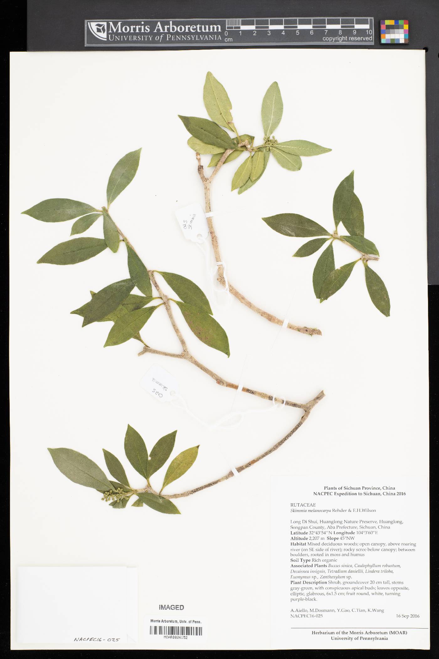 Skimmia melanocarpa image