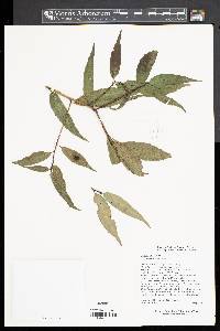 Helwingia chinensis image
