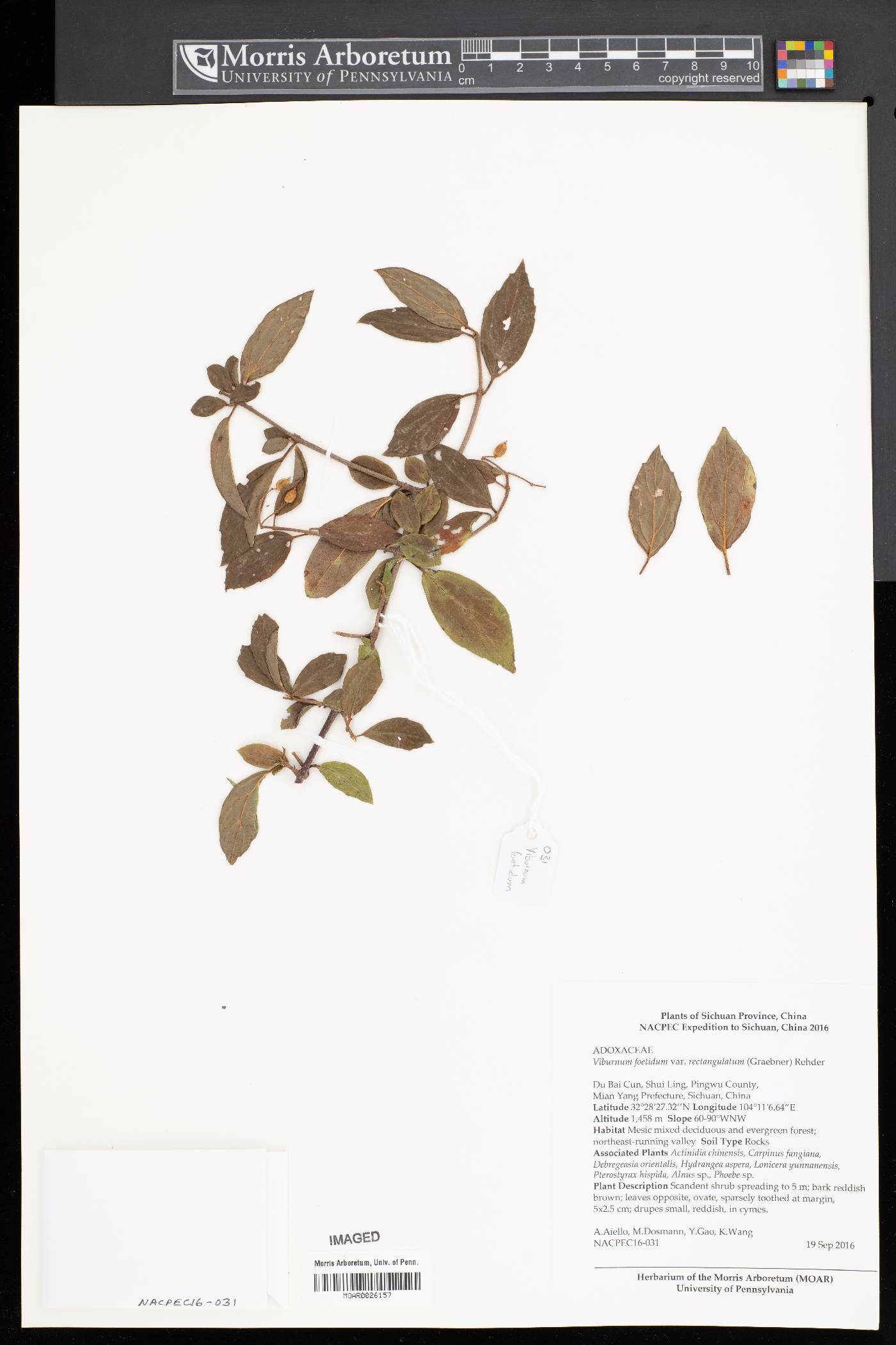 Viburnum foetidum image
