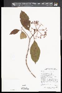 Viburnum cylindricum image