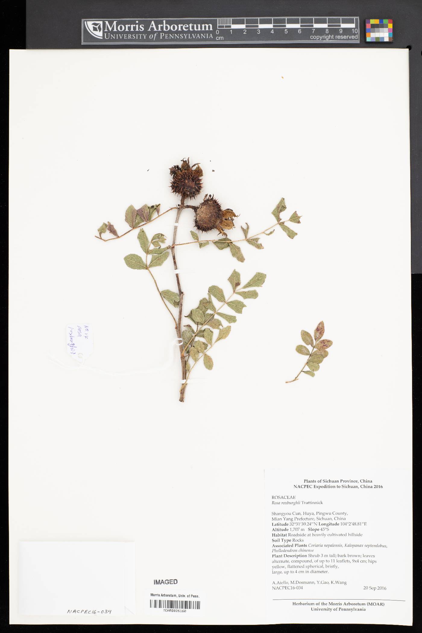 Rosa roxburghii image