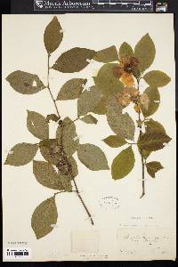 Stewartia malacodendron image