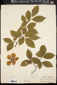 Stewartia malacodendron image