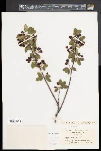 Amelanchier obovalis image