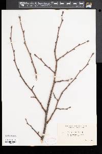 Tilia petiolaris image