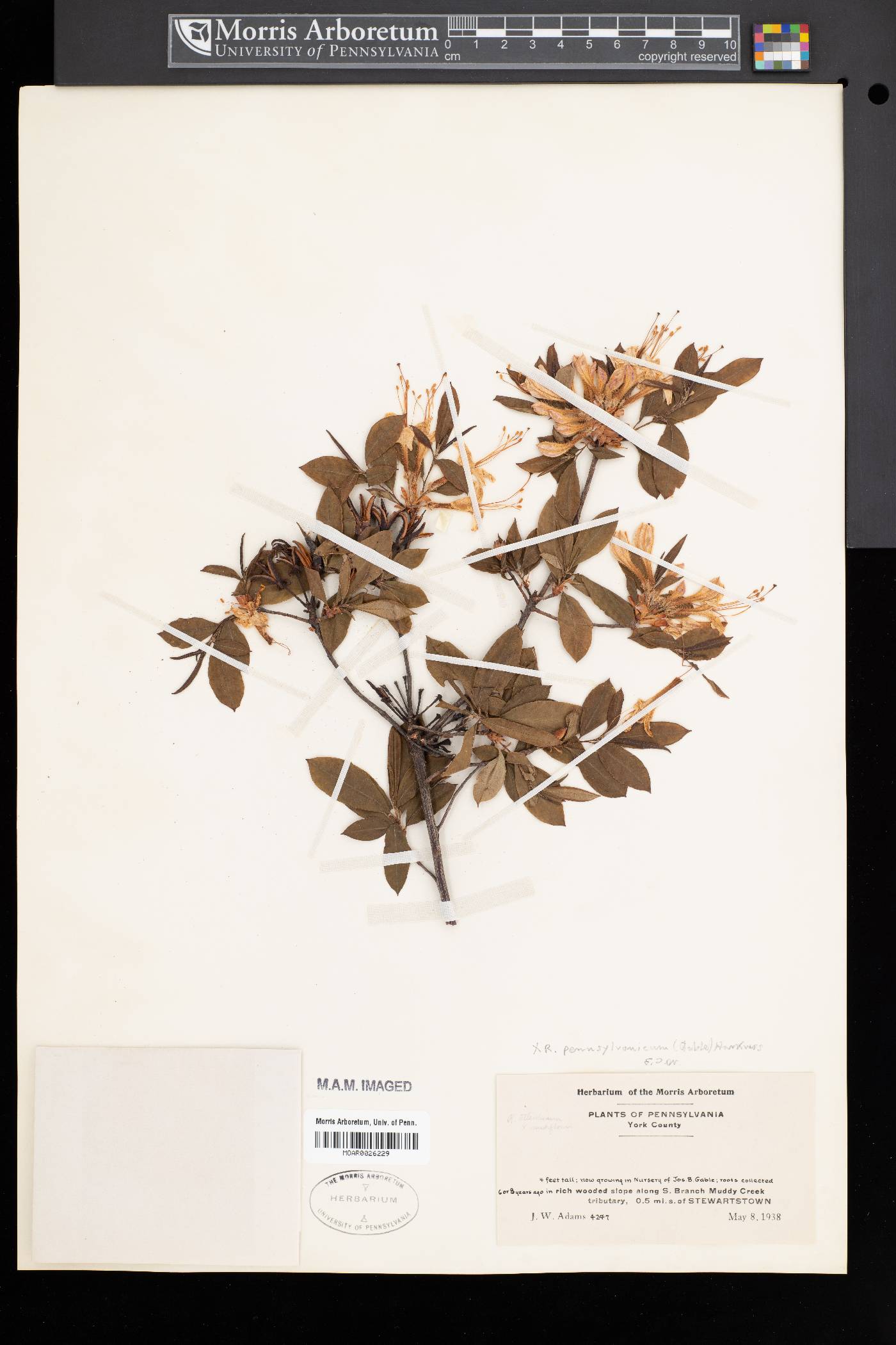 Rhododendron x pennsylvanicum image