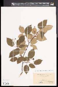 Amelanchier laevis image