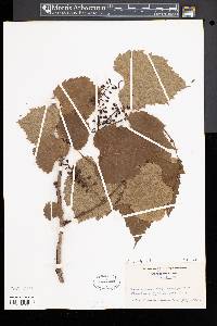 Vitis vulpina image