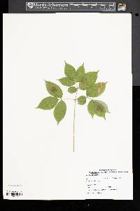 Aralia nudicaulis image