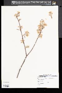 Amelanchier stolonifera image