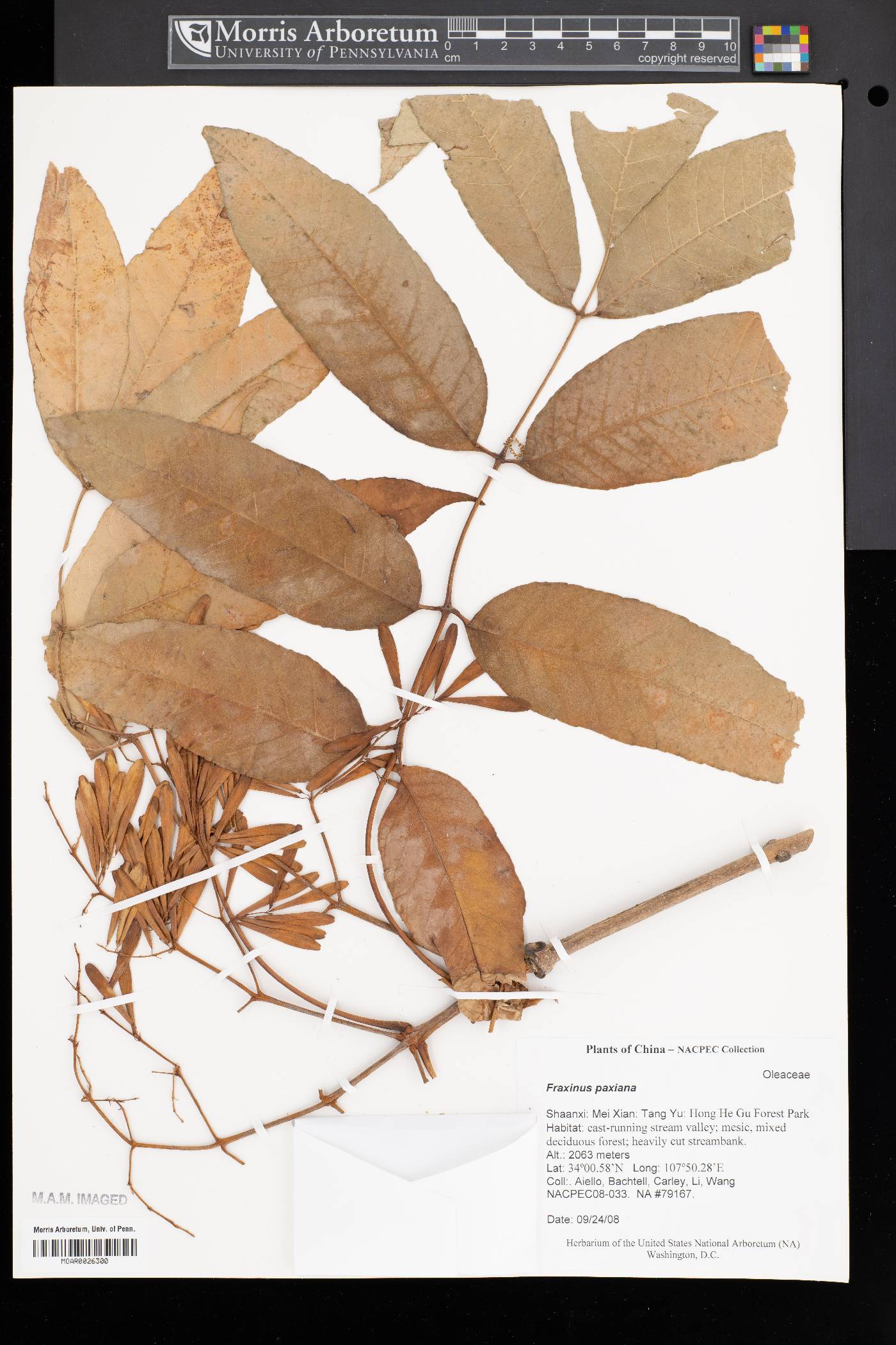 Fraxinus paxiana image