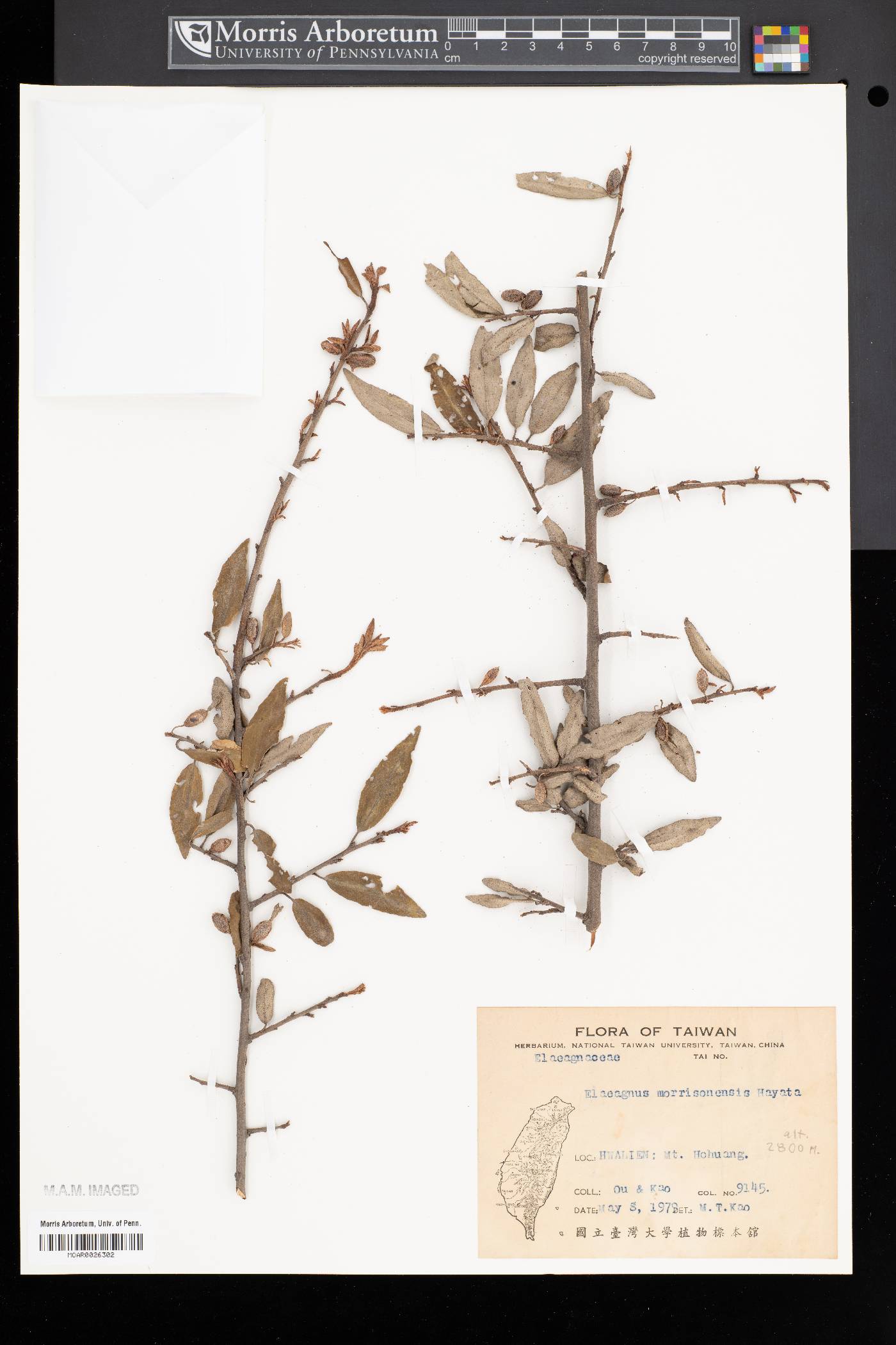 Elaeagnus thunbergii image