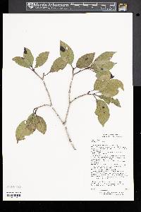 Cornus foemina image