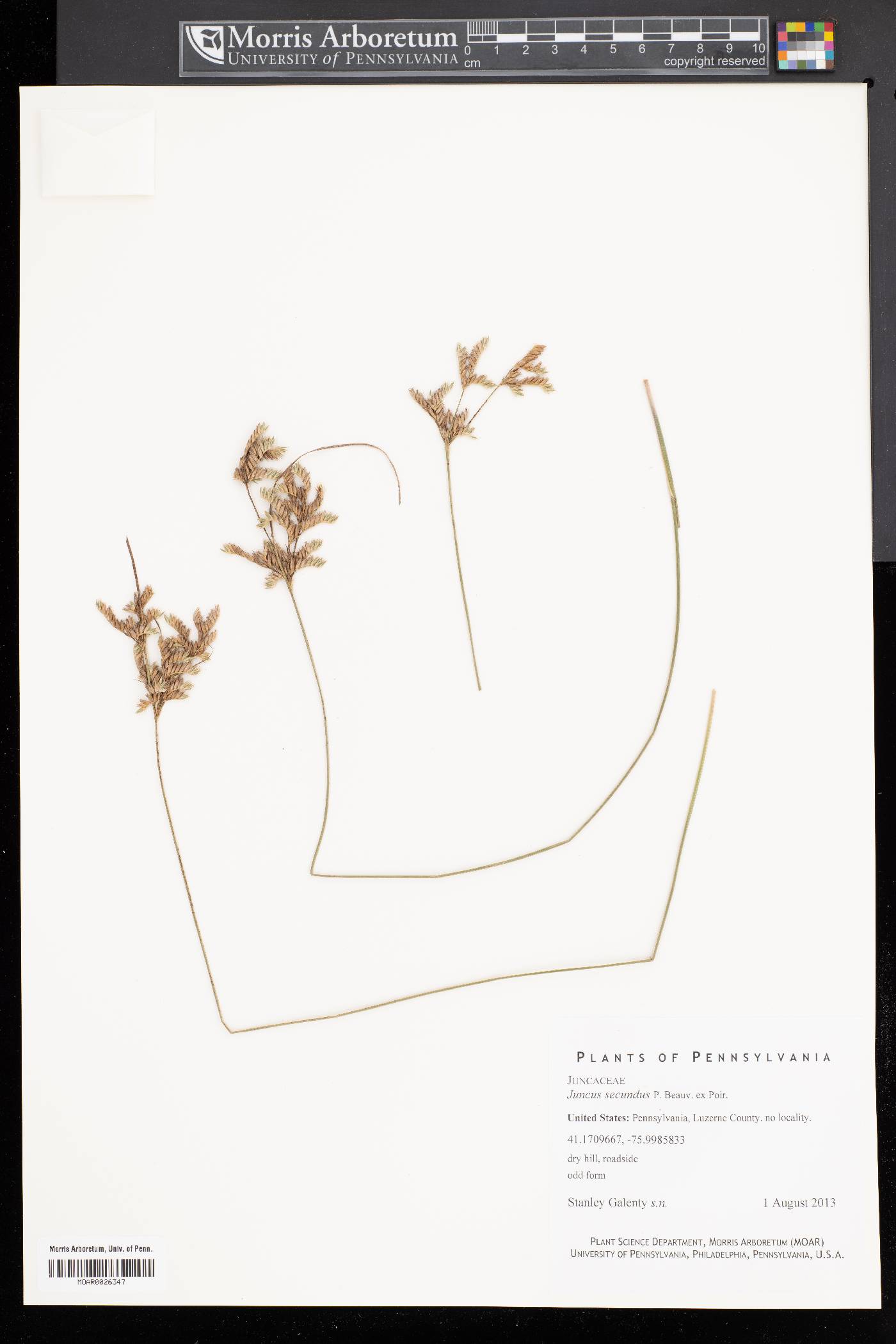 Juncus secundus image