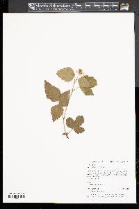 Rubus flagellaris image