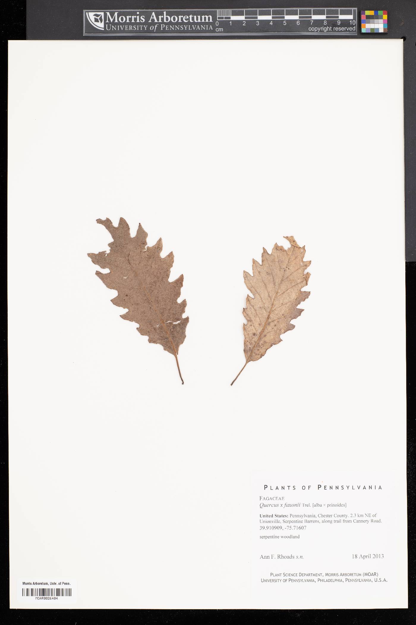 Quercus x faxonii image