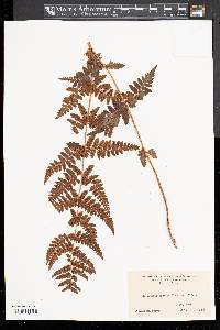 Dryopteris × boottii image