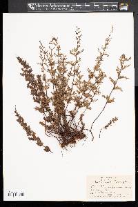 Cheilanthes vestita image